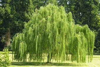 Cây xanh có năng lượng giúp chữa lành có thật không? 